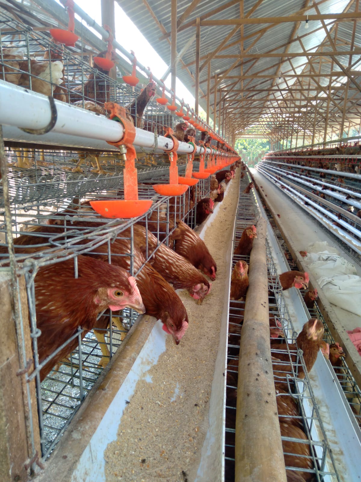 SL Farm - Kandang Ayam Layer